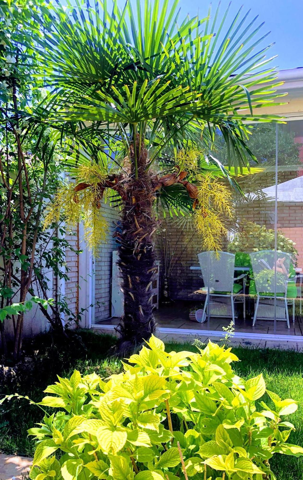 Red House Family Hotel Ravda Dış mekan fotoğraf
