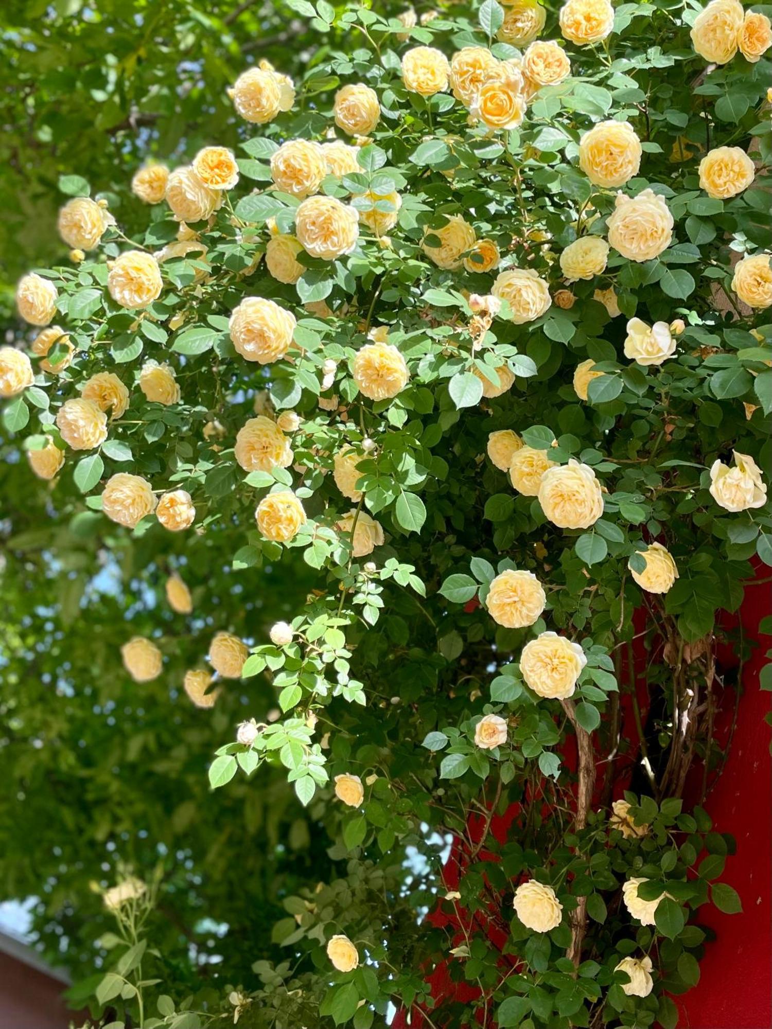 Red House Family Hotel Ravda Dış mekan fotoğraf